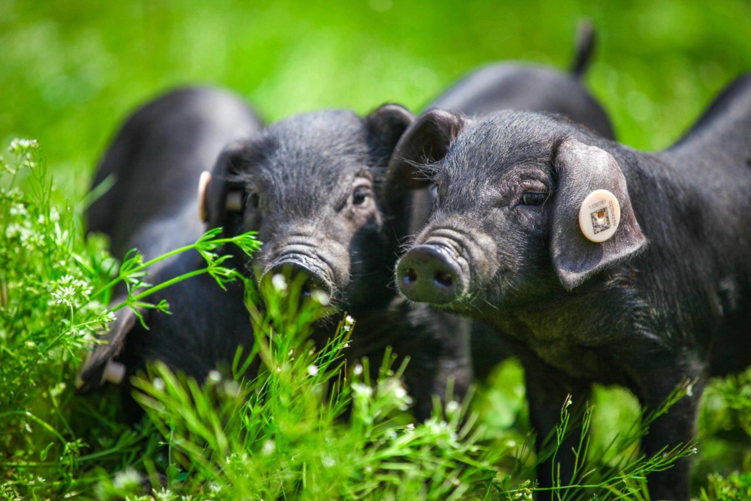 一群猪在生态动物农场吃草图片-商业图片-正版原创图片下载购买-VEER图片库